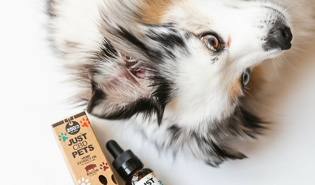 Cuanto tarda en hacer efecto el cbd en perros