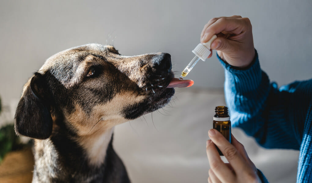 ¿QUÉ ACEITE DE CBD ES MEJOR PARA LAS MASCOTAS?