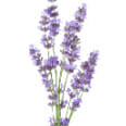 Lavanda
